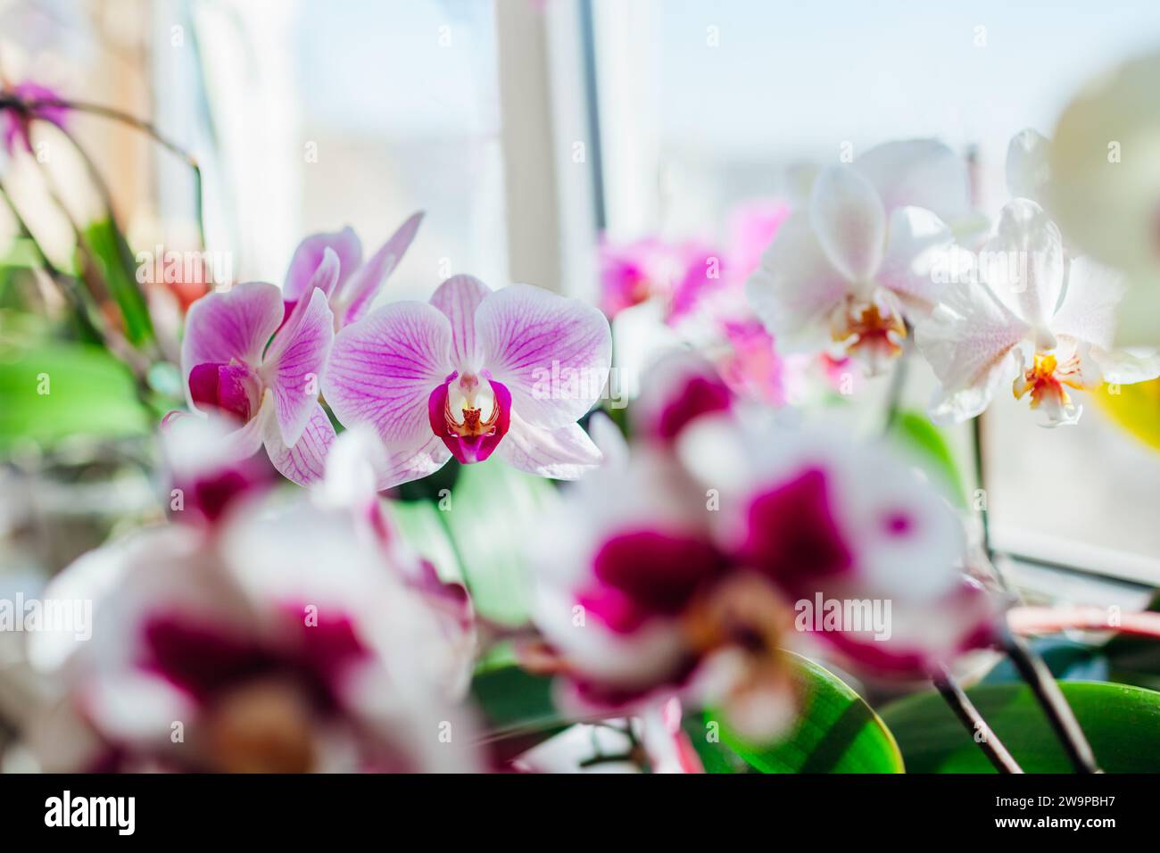 Fioritura delle orchidee phalaenopsis. Fiori bianchi, viola, rosa e rossi fioriscono sul davanzale. Le piante della casa crescono a casa Foto Stock