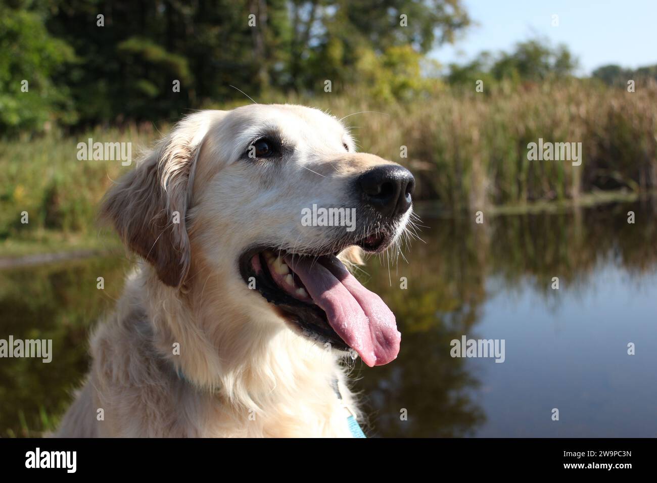Golden Retriever al laghetto in un primo giorno d'autunno Foto Stock