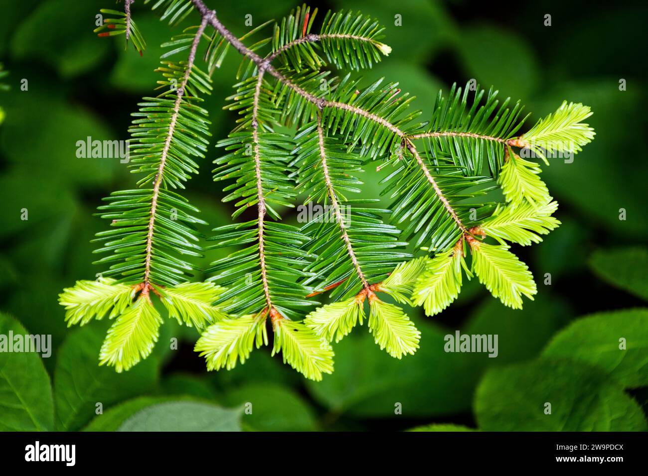 Aghi sul ramo di un abete rosso nella foresta in primavera. Foto Stock
