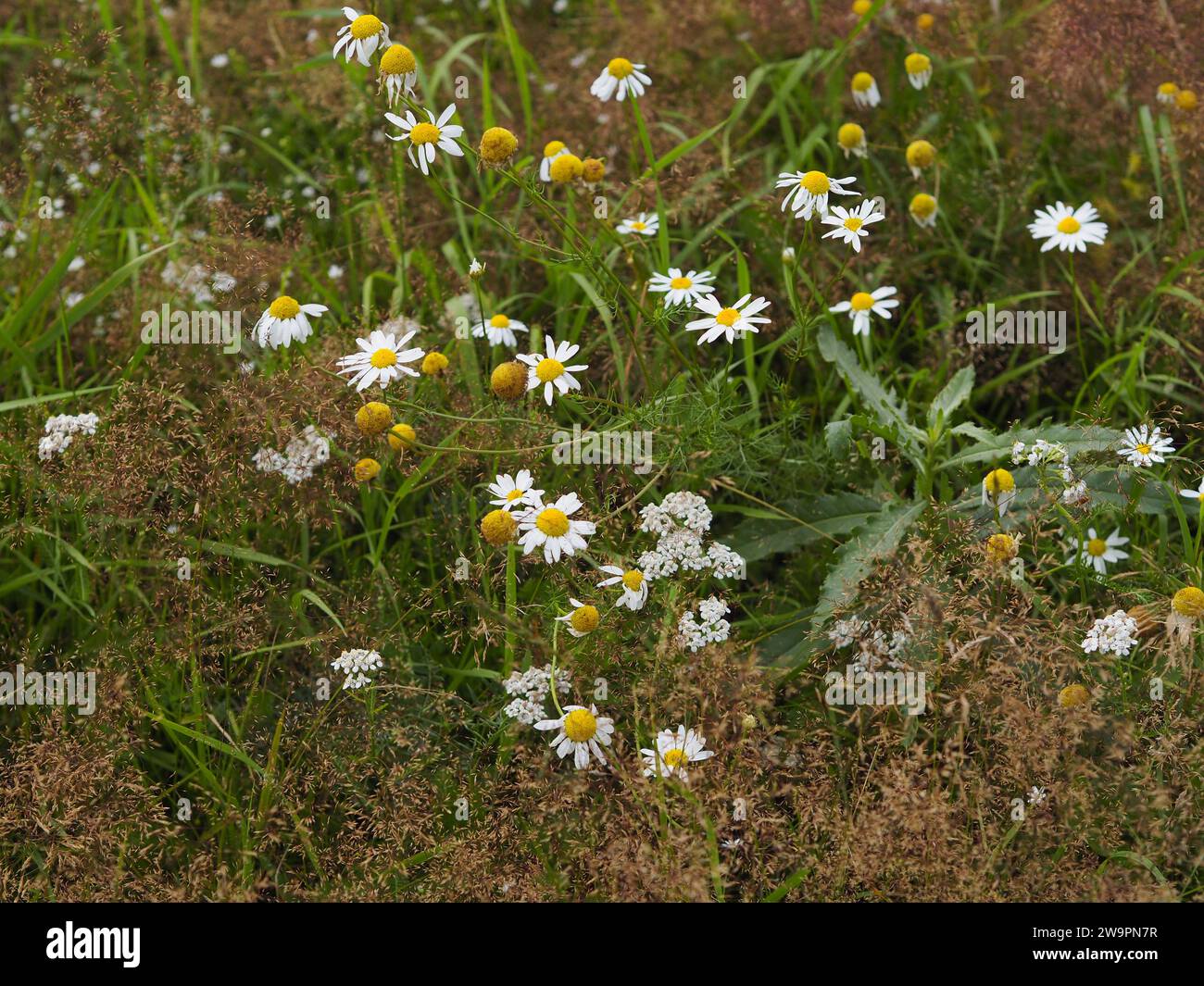 Camomilla di mezza estate nella calda brezza estiva Foto Stock