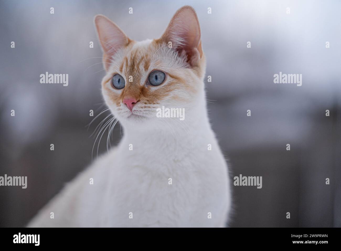 Gattino siamese con occhi blu brillante gatto bianco Red Point all'esterno di adorabili volti e whisky Foto Stock