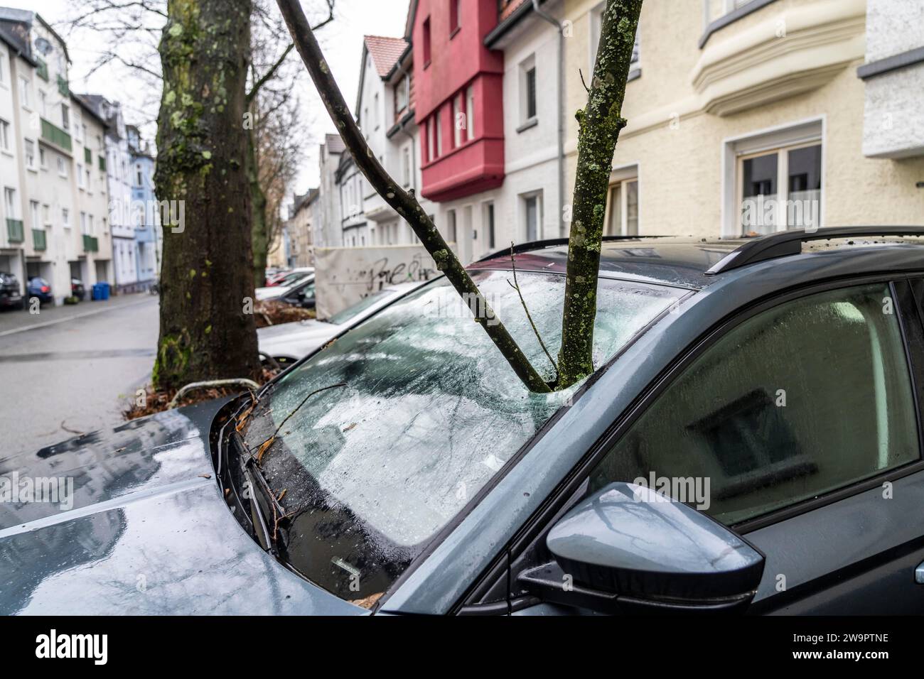 NRW, Germania, danni provocati da una tempesta, un ramo lungo 4 metri è stato interrotto dalla tempesta durante la tempesta Zoltan e si è frantumato attraverso il parabrezza di un velo parcheggiato Foto Stock