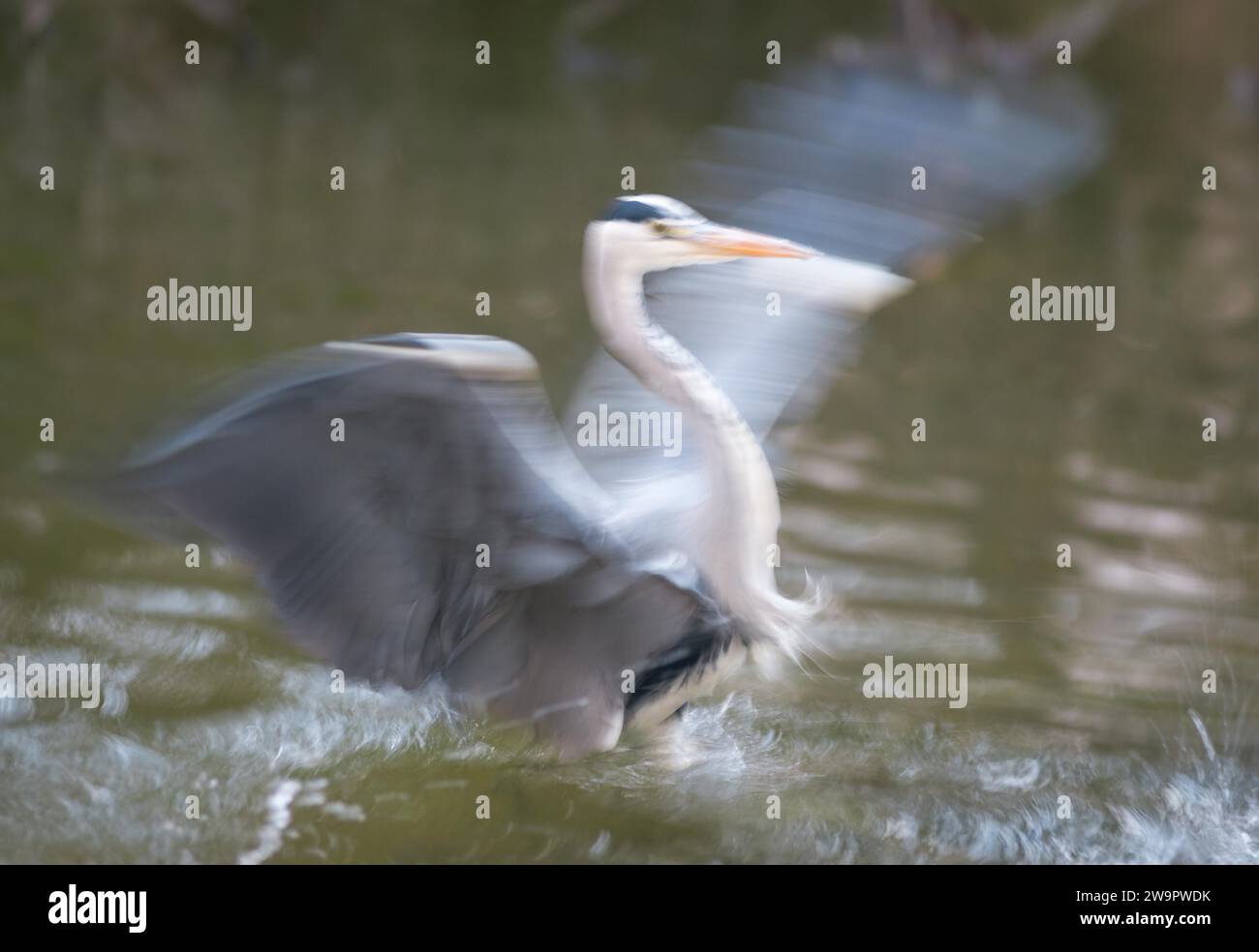 L'airone grigio o l'airone grigio (Ardea cinerea cinerea) atterra nell'acqua e si alza le ali, sfocatura del movimento, effetto salvietta, astratto, Assia, Germania Foto Stock