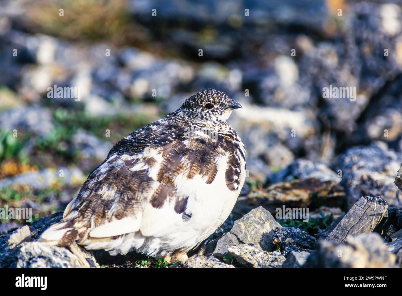 Ptarmigan dalla coda bianca (Lagopus leucura) in un terreno roccioso una giornata di sole, montagne rocciose canadesi, Canada Foto Stock