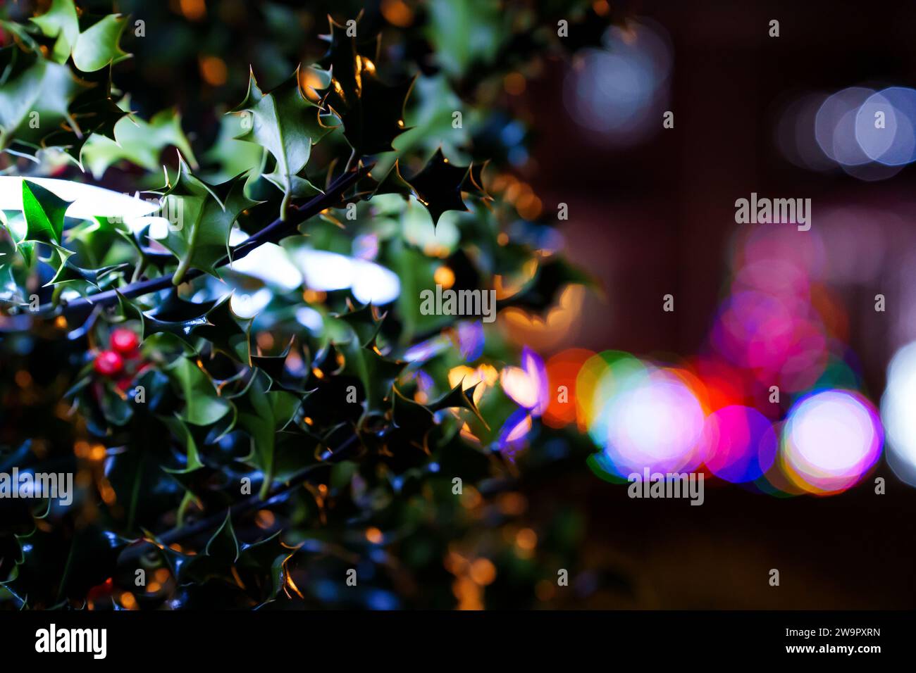 L'immagine di una pianta di Holly (Ilex) con foglie verdi lucide con punte e frutta rossa con magiche luci colorate di natale e grande bo blu Foto Stock