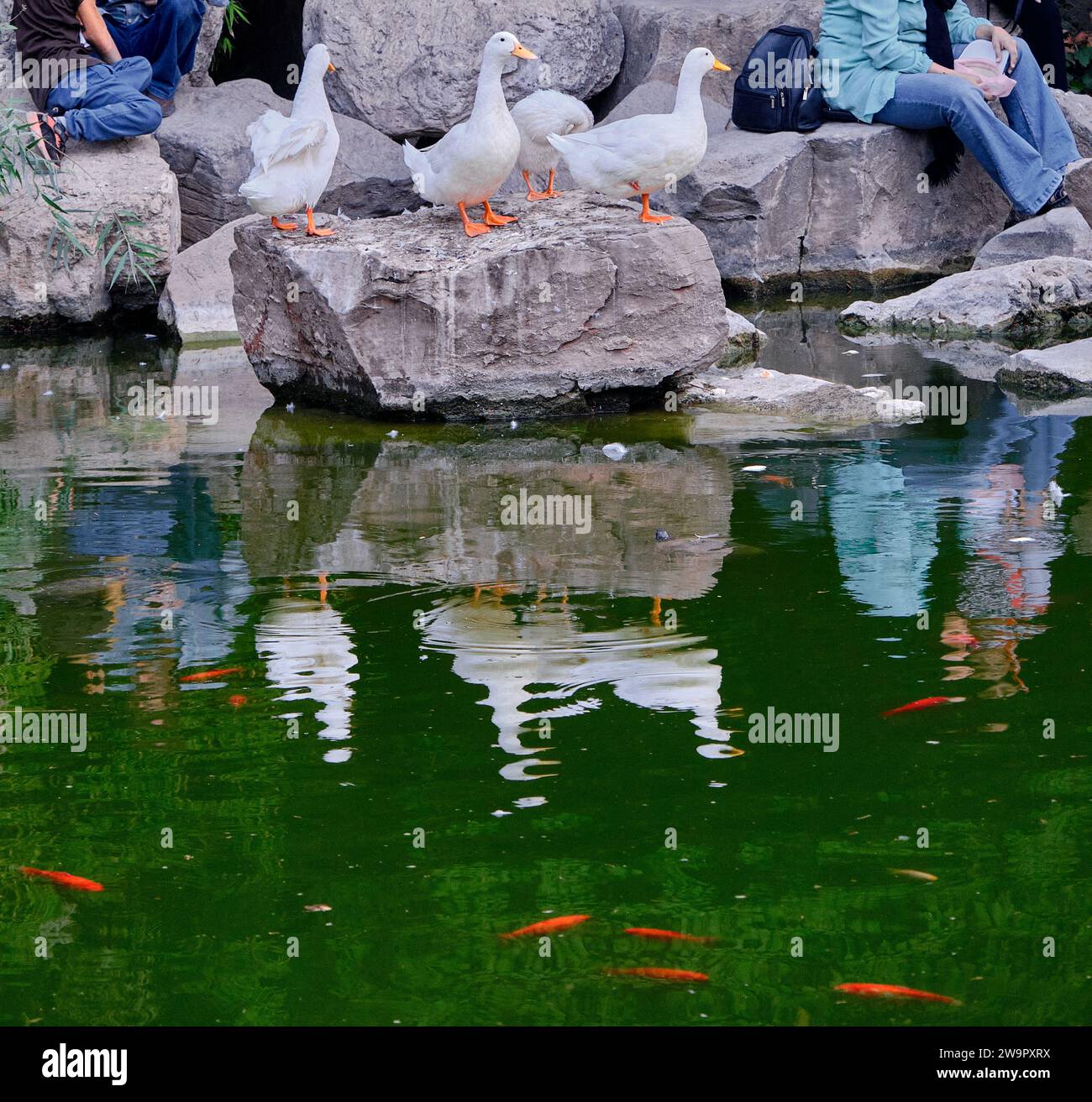 Anatre bianche e persone riflettono sullo stagno nel parco in Iran. Foto Stock