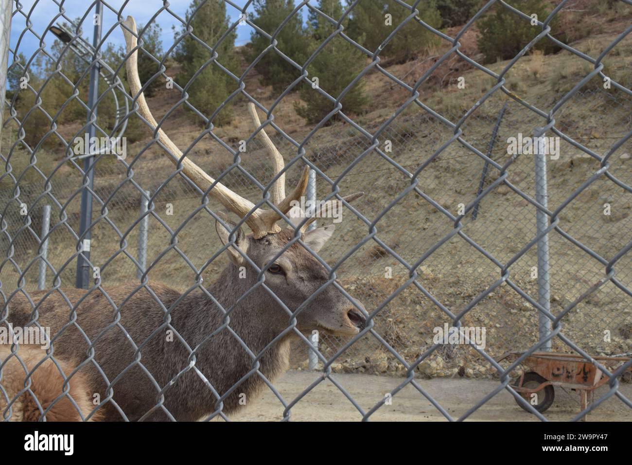 Cervo dietro la recinzione Foto Stock