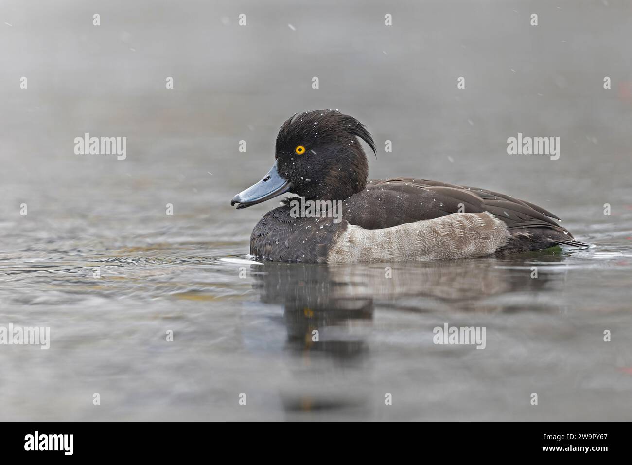 Anatra ciuffata (Aythya fuligula) che nuota in un lago con nevicate. Foto Stock