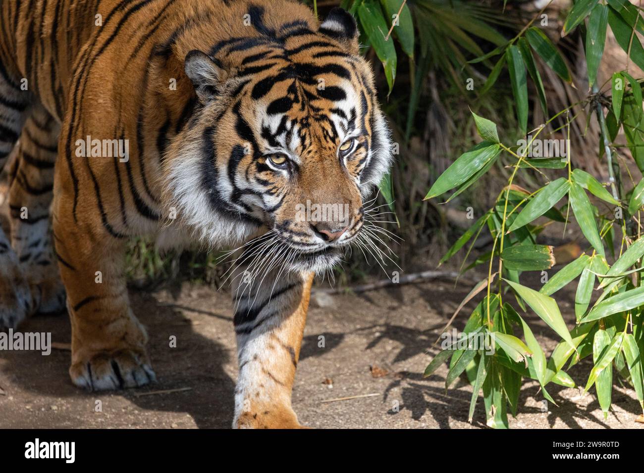 Ritratto di una tigre maestosa Foto Stock