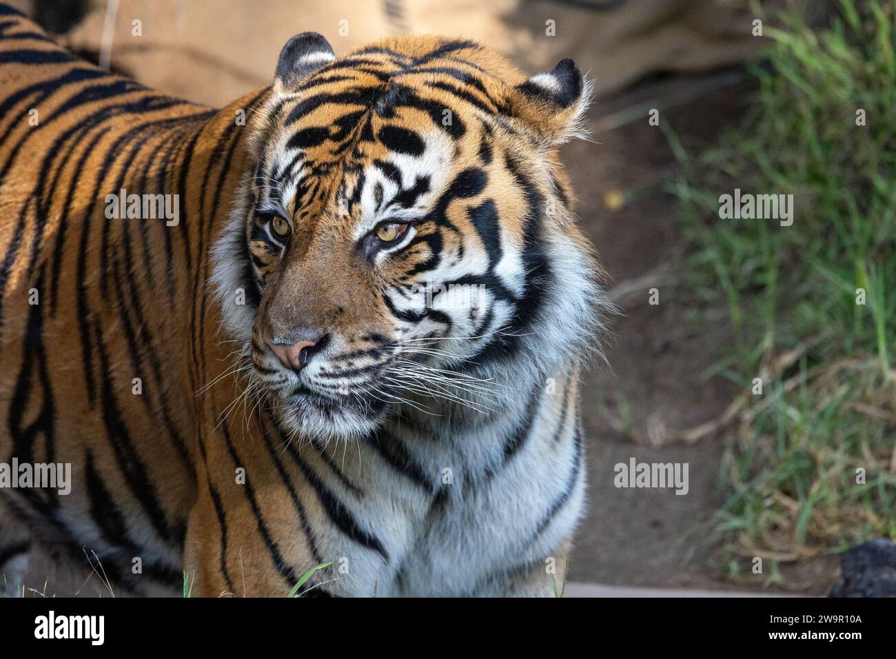 Ritratto di una tigre maestosa Foto Stock