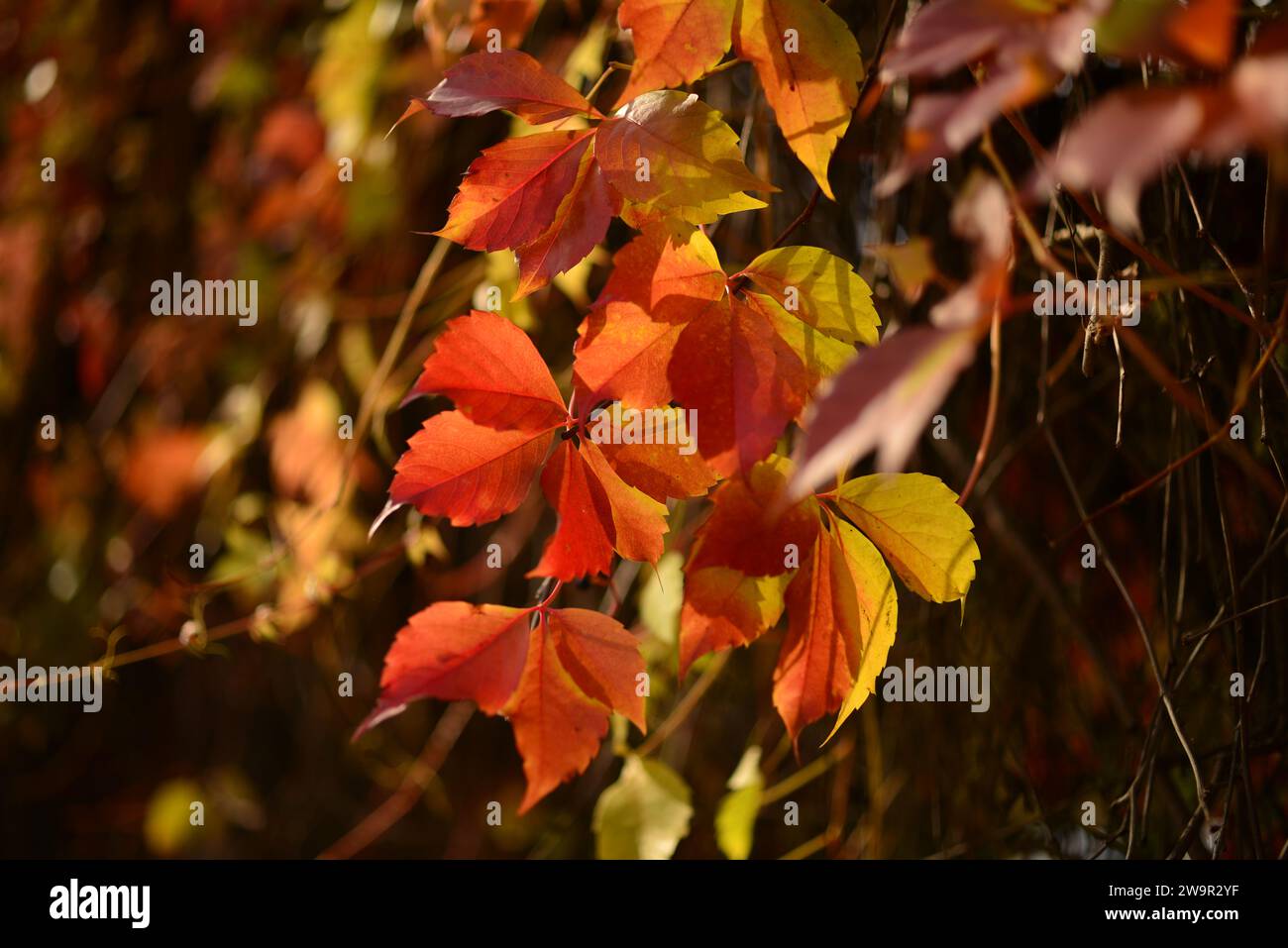 Belle foglie rosse di uve selvatiche su sfondo autunno sfocato. Foto Stock