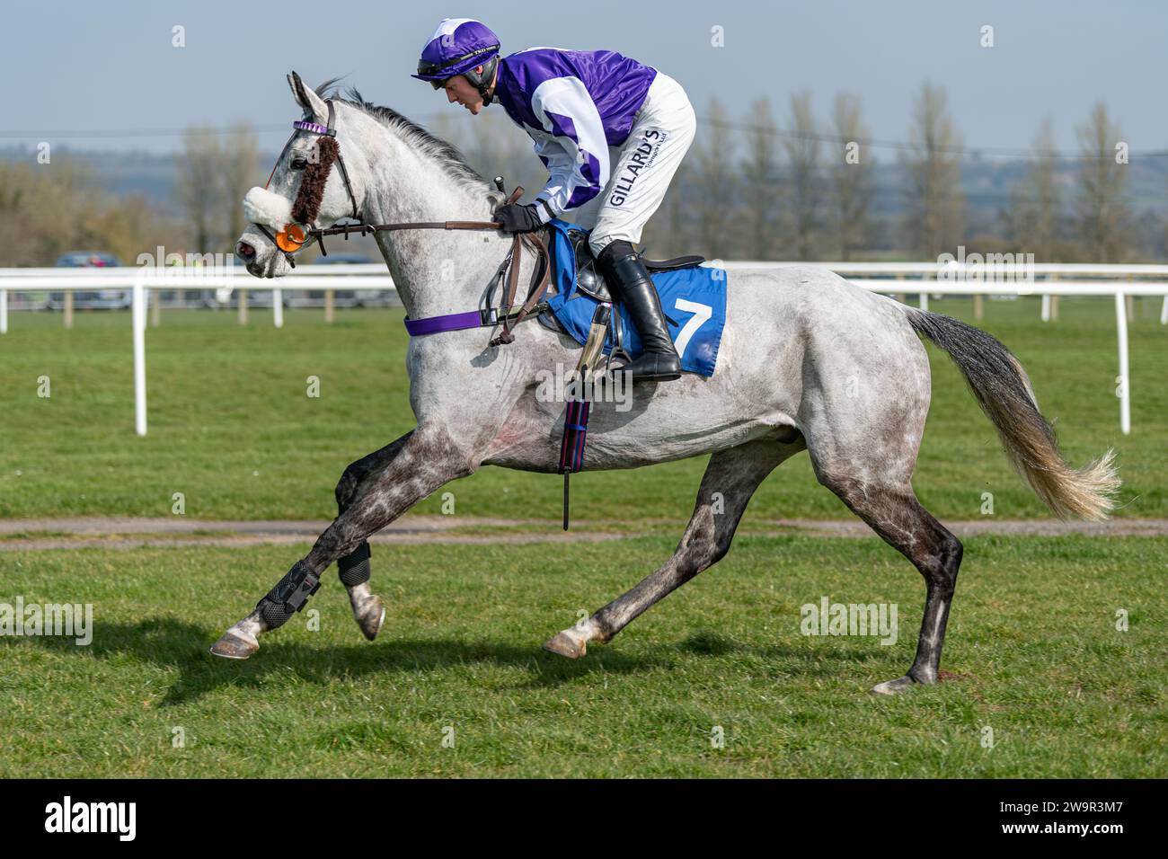 Cavallo da corsa, Stinggray, che corre a Wincanton sotto il fantino David Noonan, allenato da Max Young Foto Stock