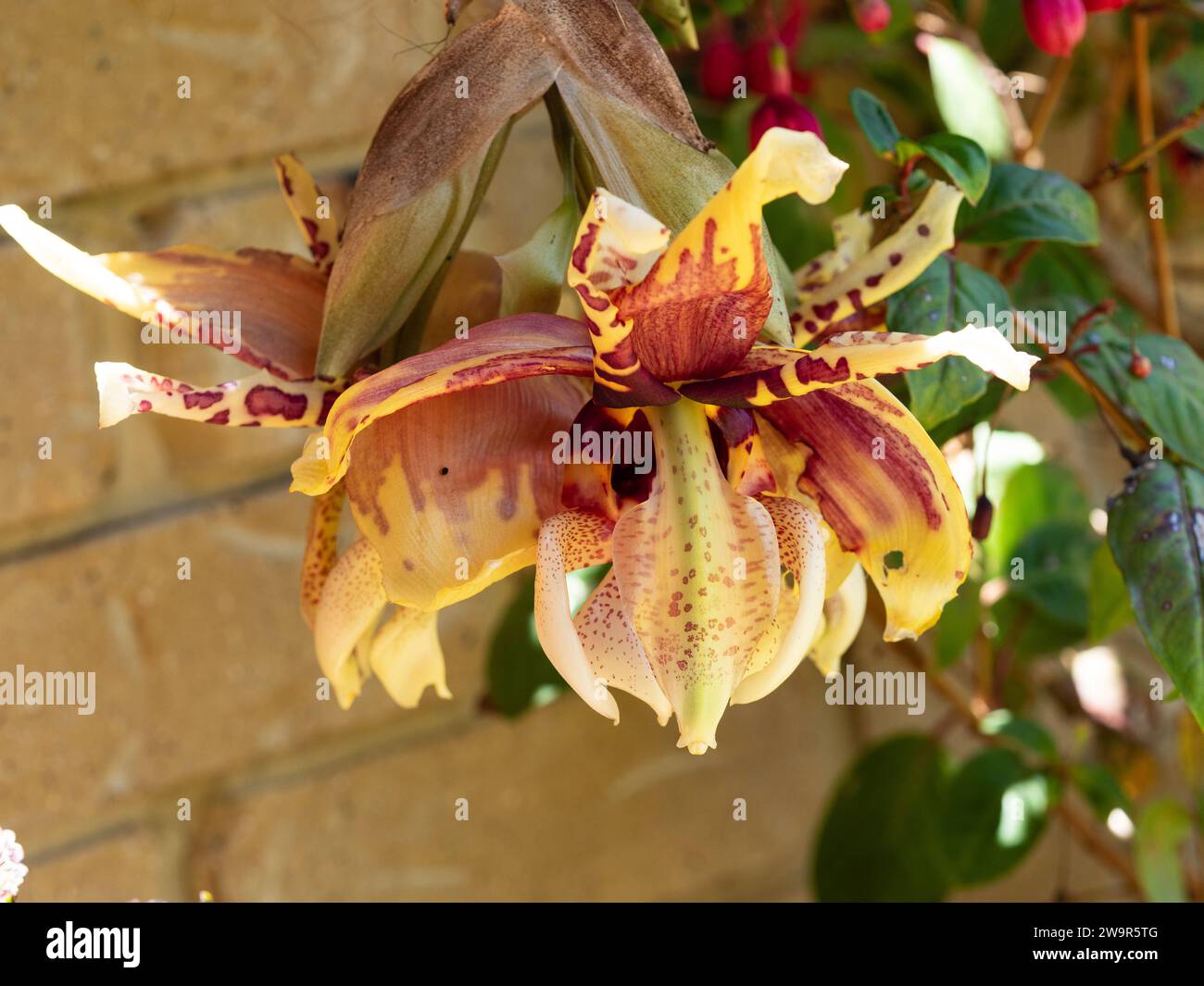 Upside-Down (Stanhopea) Fiori di orchidee che fioriscono sotto il fondo del cesto appeso, giallo ceroso con motivi rossi, estate, Australia Foto Stock