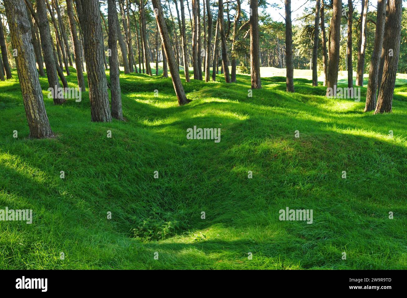 I boschi del Canadian National Vimy Memorial, sito della battaglia di Vimy Ridge della prima guerra mondiale in Francia, contengono ancora crateri lasciati dalle esplosioni. Foto Stock