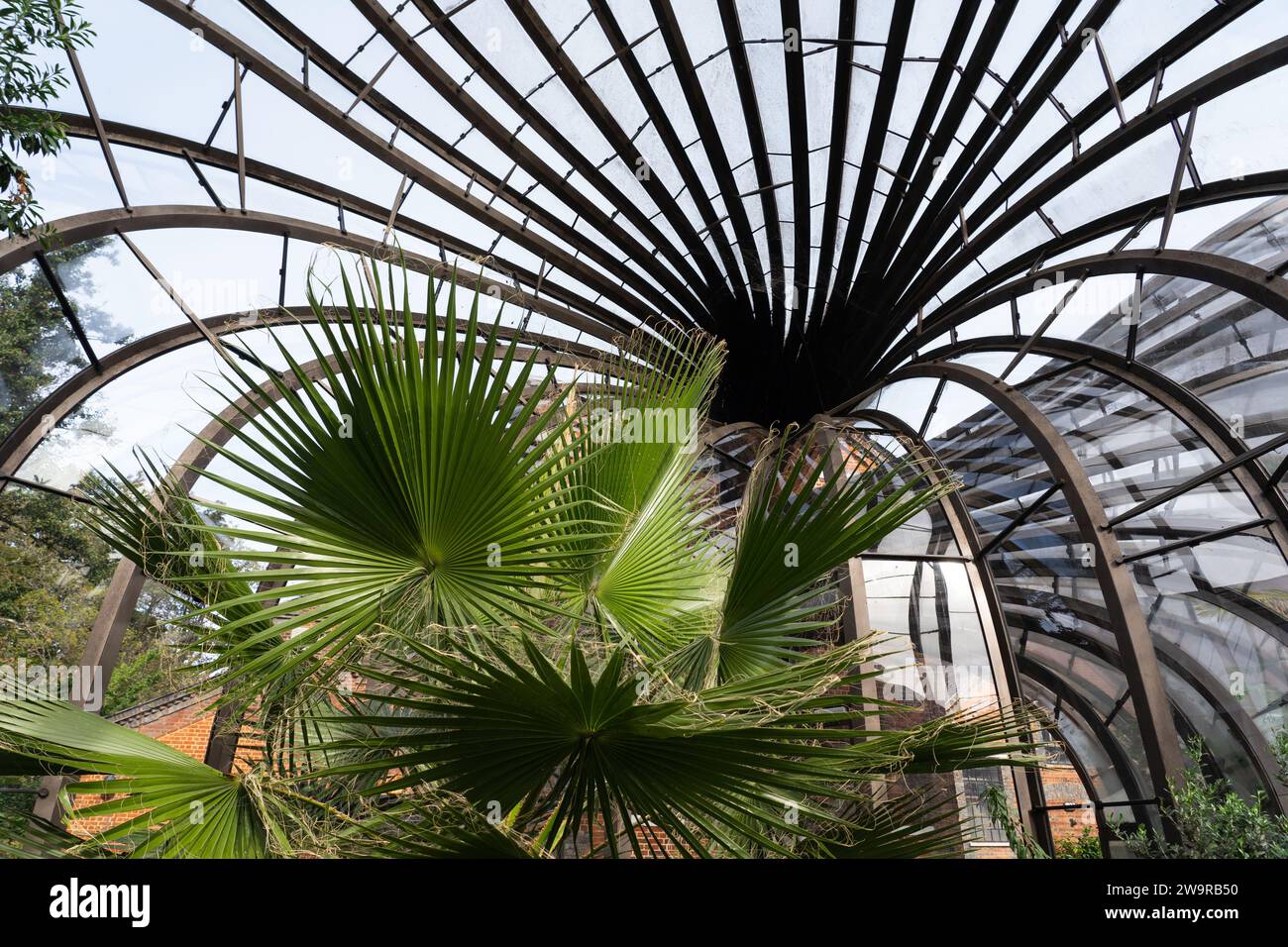 All'interno di una delle serre a cascata intrecciate con un clima tropicale caldo e umido a Bombay Sapphire, Laverstoke Mill. REGNO UNITO Foto Stock