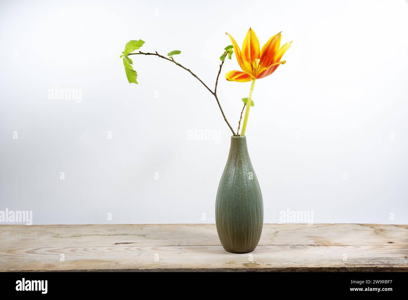 Un singolo fiore di tulipano arancione e un ramo a molla in un piccolo vaso su un pannello di legno su uno sfondo chiaro, decorazione stagionale, spazio per la copia, selezionato Foto Stock