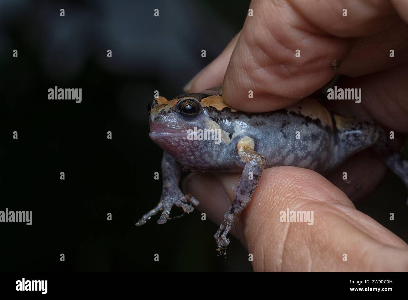 Colpo ravvicinato della rana Kaloula Pulchra Foto Stock