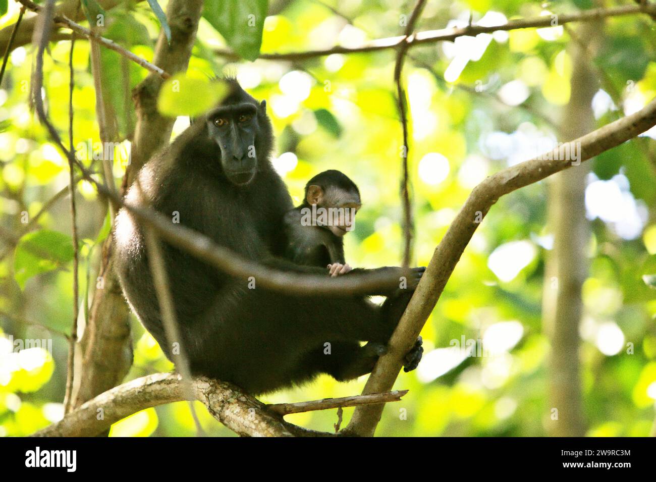 Un macaco crestato (Macaca nigra) si prende cura di un neonato mentre si siede su una liana all'ombra nella foresta di Tangkoko, Sulawesi settentrionale, Indonesia. La conservazione dei primati è una sfida comportamentale e come tale richiede soluzioni comportamentali informate, secondo un team di scienziati guidati da Harry Hilser nel loro articolo del 2023 pubblicato per la prima volta dall'International Journal of Primatology (accessibile tramite Springer). Ha anche bisogno, hanno scritto, 'Una strategia olistica di istruzione, sviluppo di capacità e conservazione basata sulla comunità attinge da una miscela di intuizioni provenienti da più discipline scientifiche sociali... Foto Stock