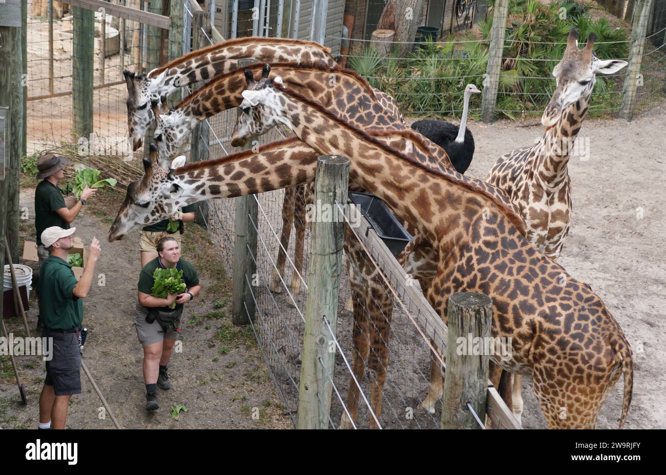 Melbourne, Florida, U.S.A - 14 novembre 2023 - i ranger del parco nutrono le giraffe affamate allo zoo di Brevard Foto Stock