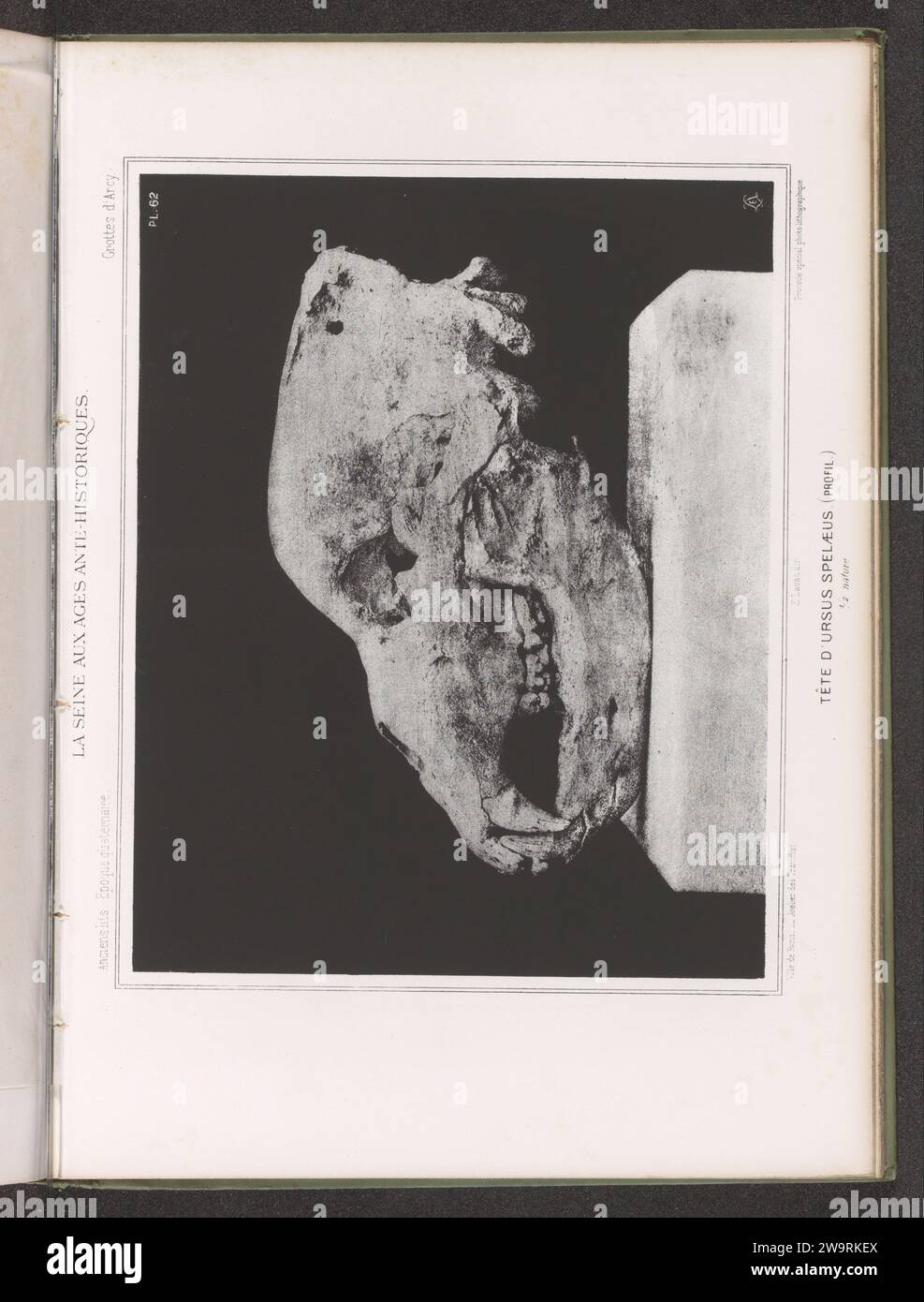 Cranio di un orso, e profil, c. 1860 - in o prima del 1869 stampa fotomeccanica Franceparisprinter: ParisEditore: ParisParis paper photolitography paleontogy. Animali (+ scheletro di un animale) Francia Foto Stock