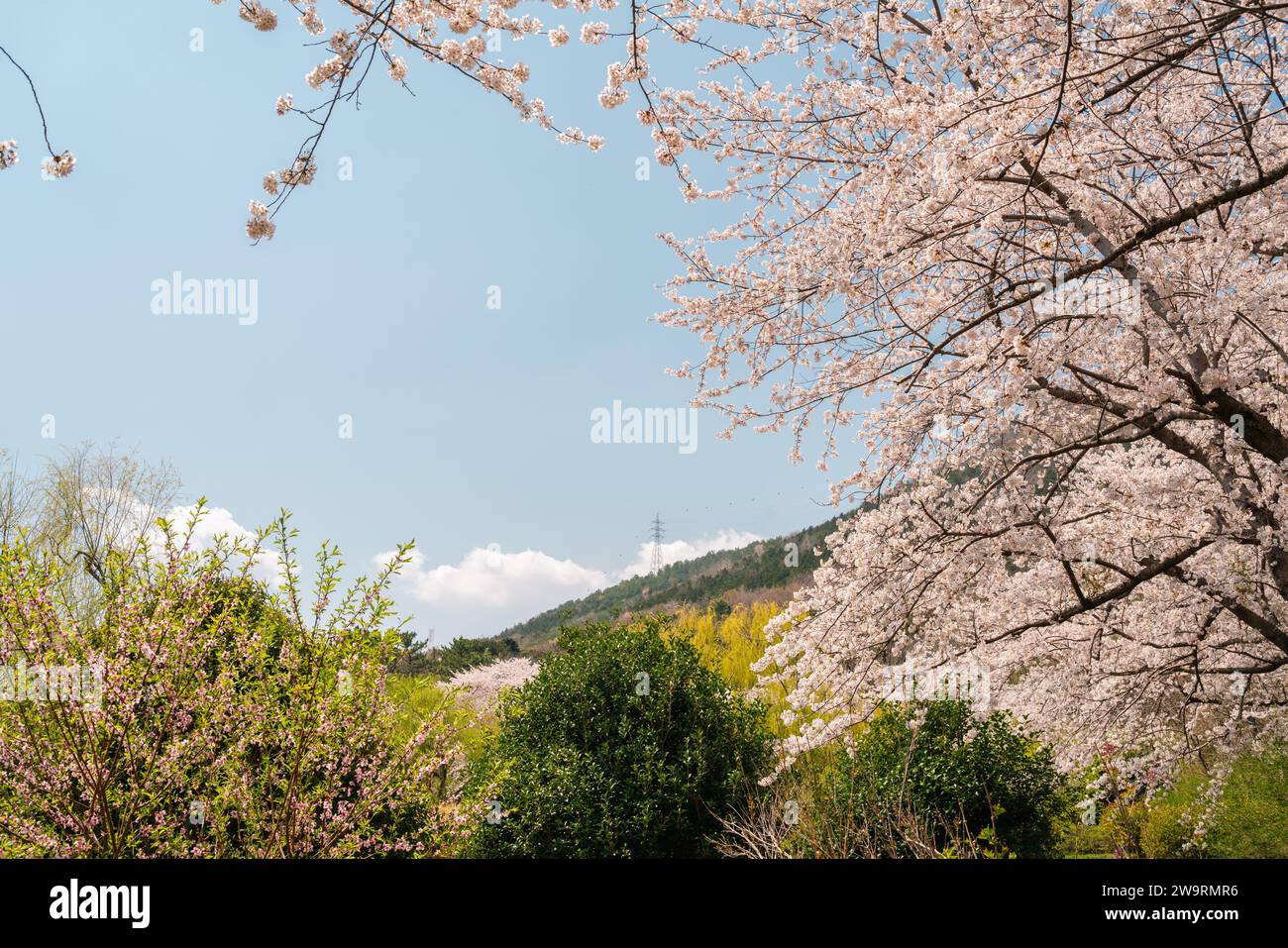 Jinhae NFRDI Environment Eco Park primavera ciliegi fioriti paesaggi naturali al Jinhae Gunhangje Festival di Changwon, Corea Foto Stock