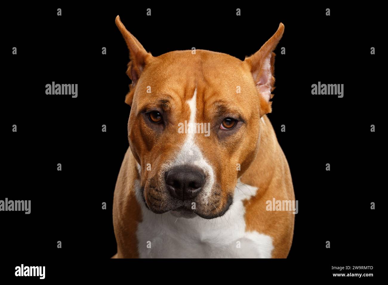Ritratto di Brown American Staffordshire Terrier Dog sembra spaventato isolato su sfondo nero Foto Stock