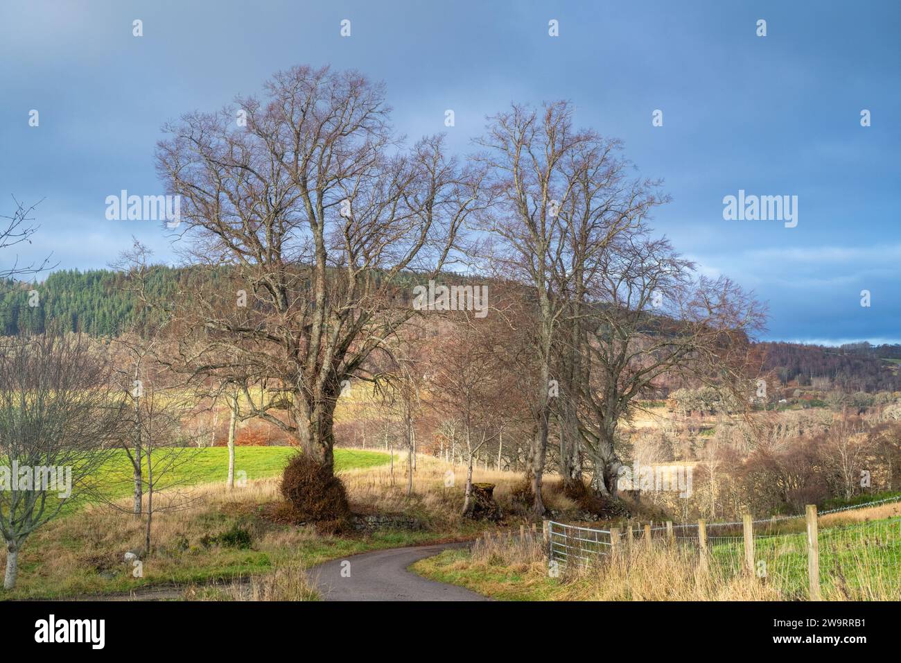Alberi invernali lungo una strada a novembre. Inveraven, Morayshire, Scozia Foto Stock