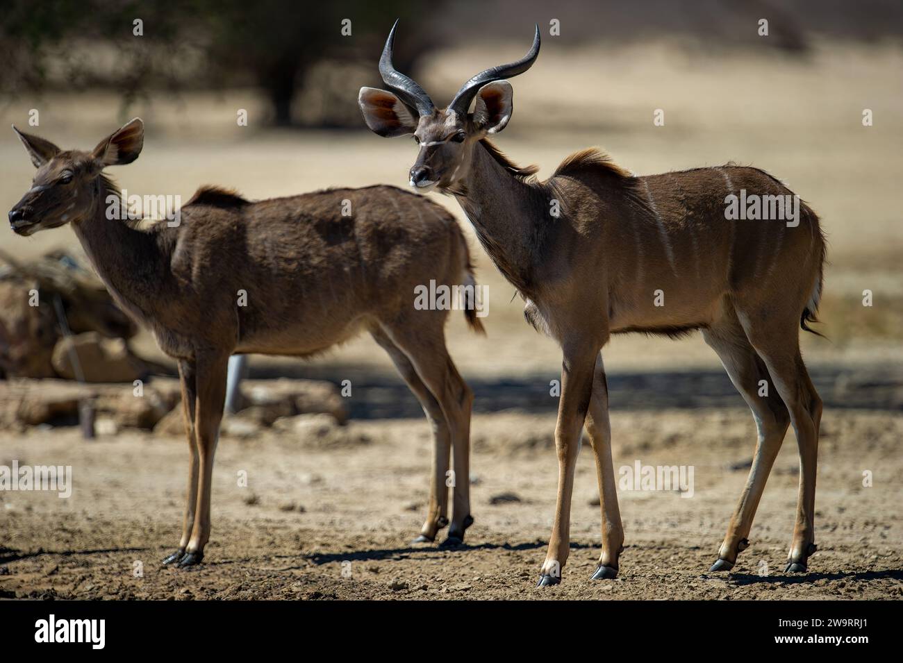 Kudu ( Tragelaphus strepsiceros) Parco transfrontaliero di Kgalagadi, Sudafrica Foto Stock