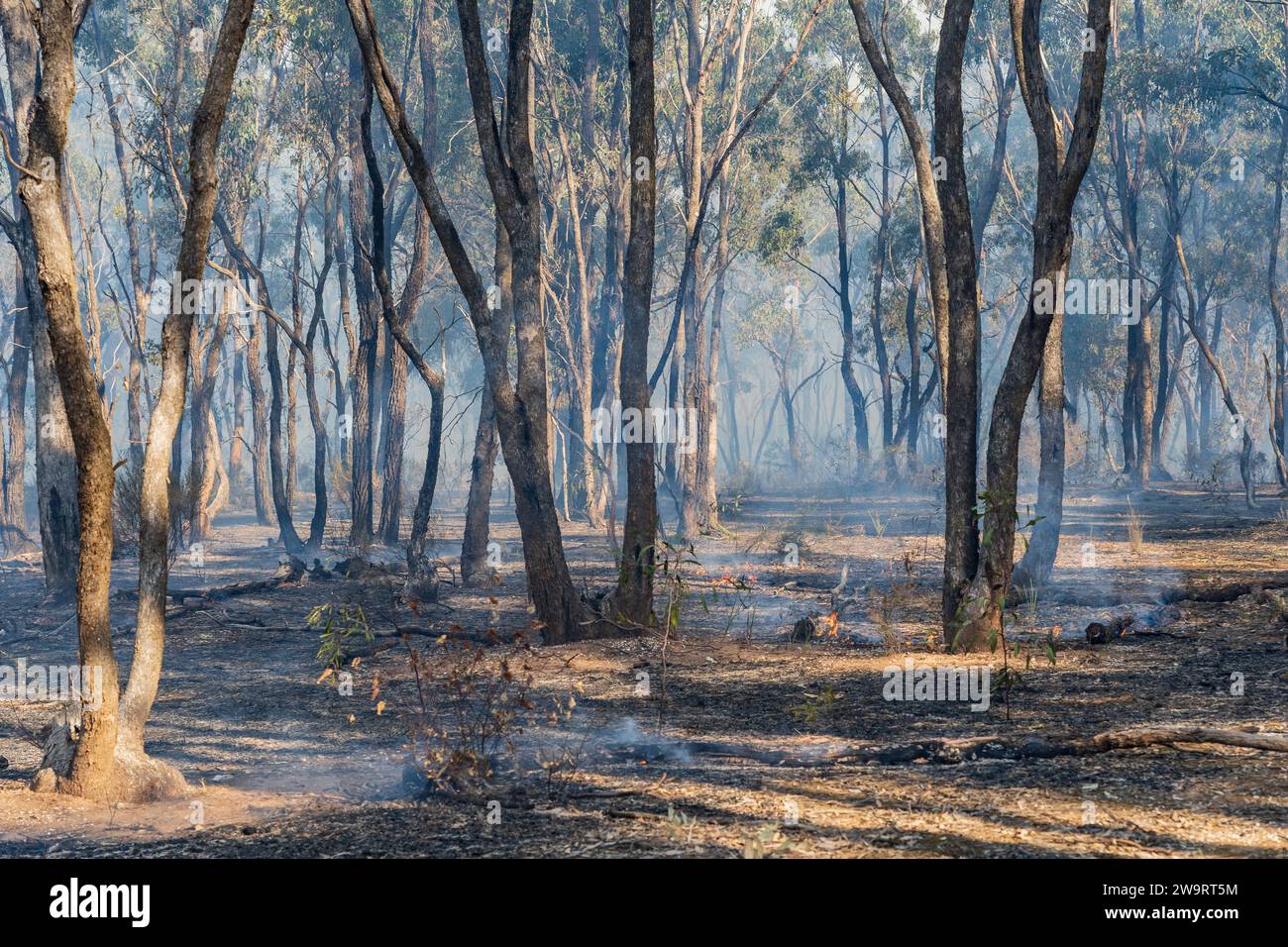 Il fumo si protrarrà tra gli alberi di gomma in un ambiente boschivo a Maryborough, nel Victoria centrale, Australia. Foto Stock