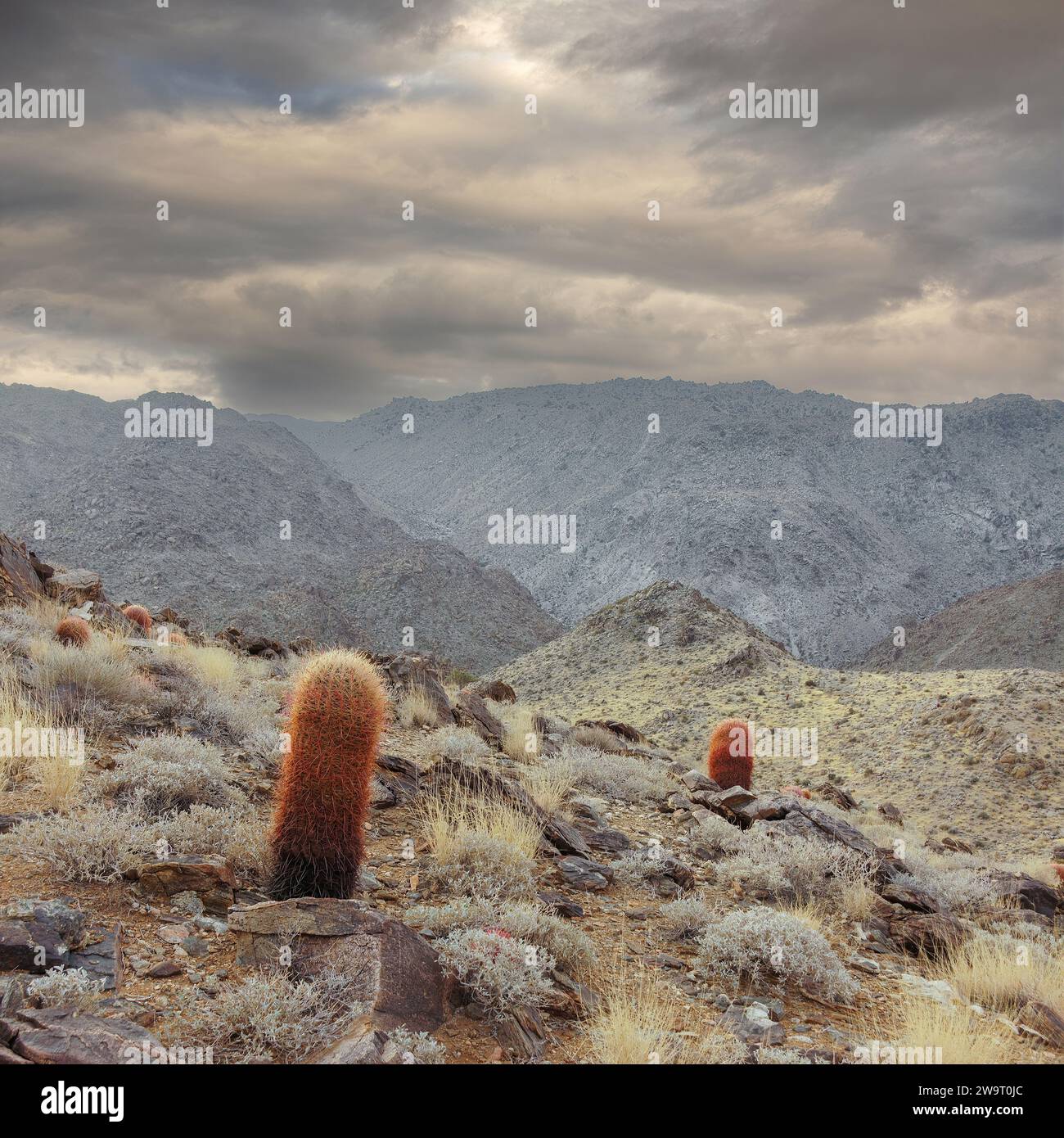 Storm Clouds Over 49 Palms Oasis Trail. Joshua Tree National Park, California, USA. Foto Stock