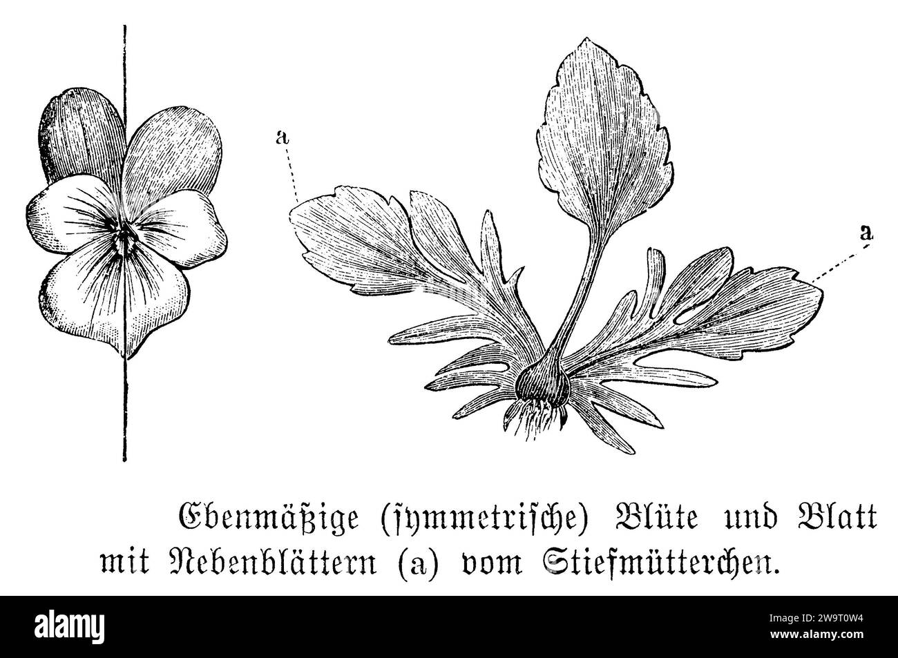 Wild Pansy, Flower, Leaf, Viola tricolor, anonym (libro botanico, 1880), Wildes Stiefmütterchen, Blüte, Blatt, pensée sauvage, fleur, feuille Foto Stock