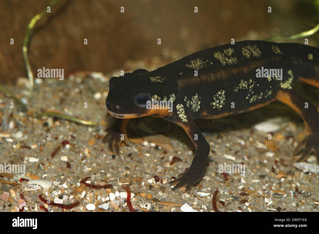 Primo piano dettagliato sul colorato ma in pericolo giapponese Riu-Kiu newt, Cynops ensicauda popei sott'acqua Foto Stock