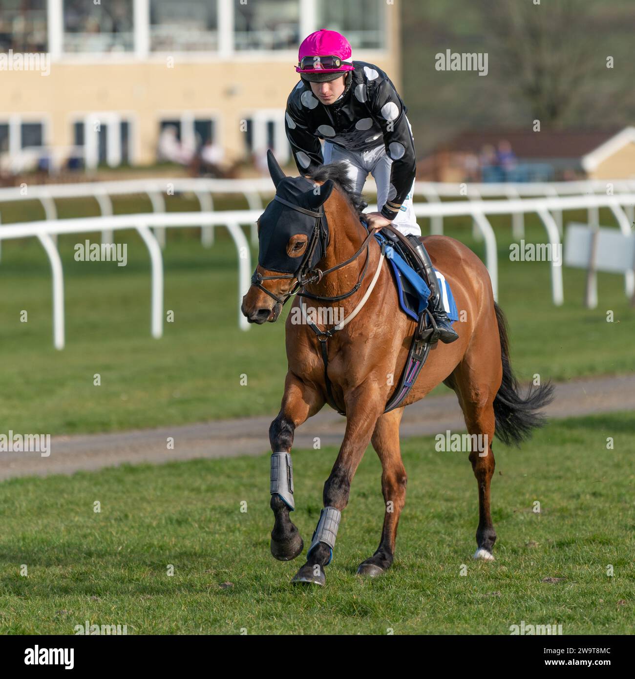 Max Dynamo, guidata da Jordan Nailor e addestrata da Emma-Jane Bishop, è in grado di iniziare l'inseguimento Steeple di classe 4 a Wincanton, il 21 marzo 2022 Foto Stock