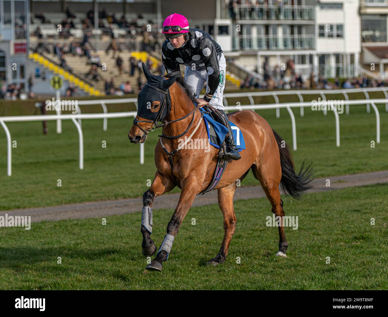 Max Dynamo, guidata da Jordan Nailor e addestrata da Emma-Jane Bishop, è in grado di iniziare l'inseguimento Steeple di classe 4 a Wincanton, il 21 marzo 2022 Foto Stock