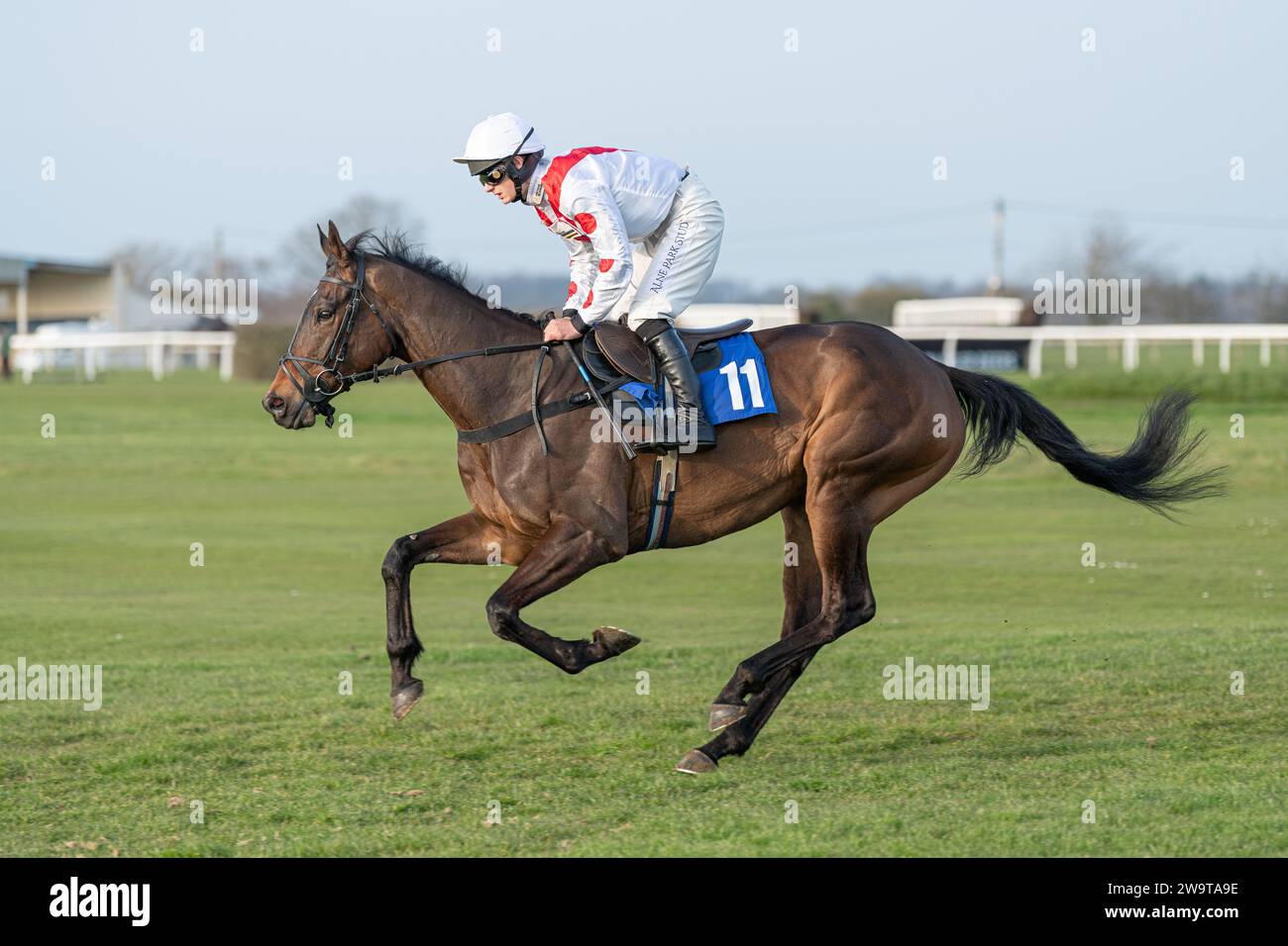 Night in Manhattan, guidata da Tristan Durrell e allenata da Dan Skelton, corsa nell'ostacolo handicap a Wincanton, 21 marzo 2022 Foto Stock