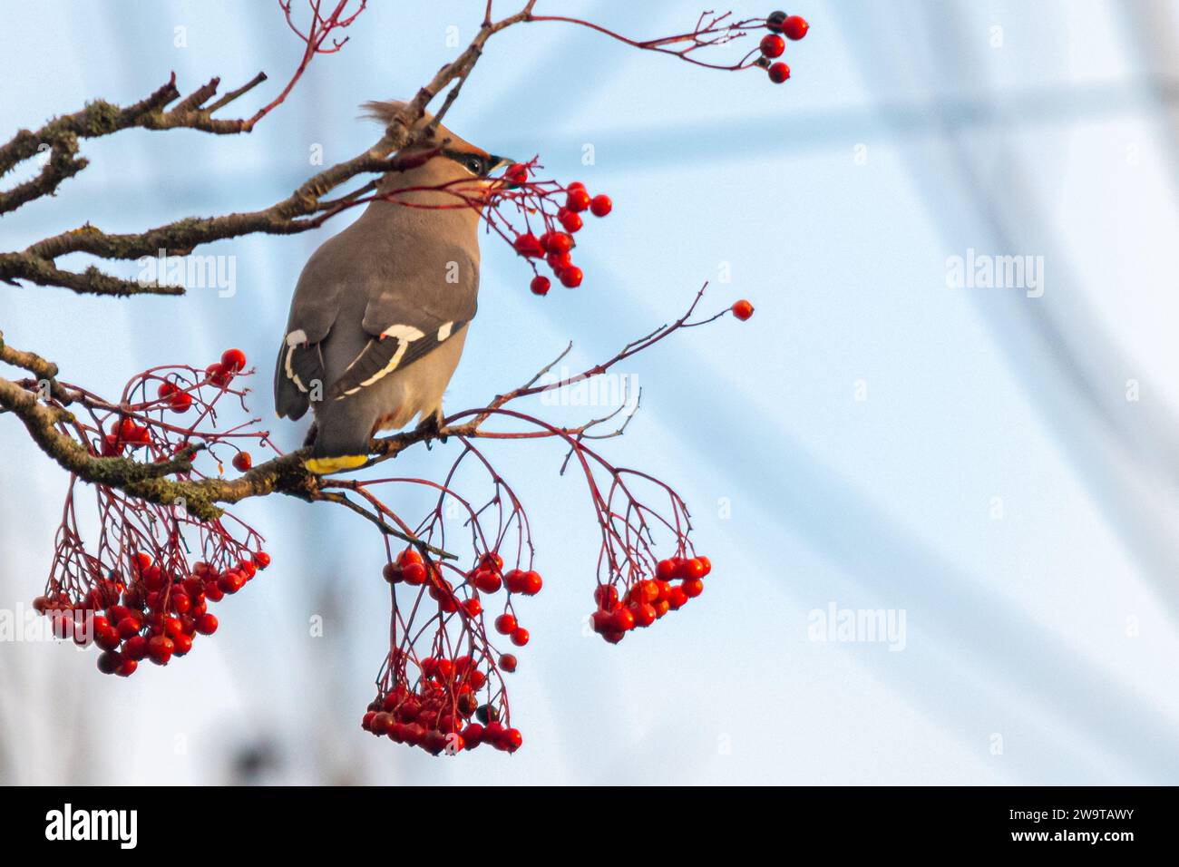 Uccello Waxwing (Bombycilla garrulus) che si nutre di bacche rosse di rowan nel dicembre 2023, un anno di rottura importante per il migrante invernale, Inghilterra, Regno Unito Foto Stock