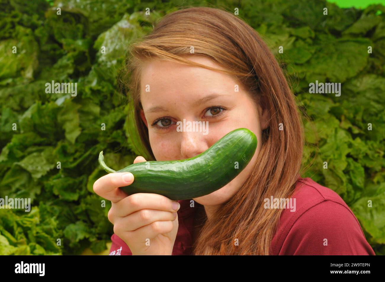 cetriolo verde, un ortaggio dell'orto o il cetriolo verde del campo dell'orto Foto Stock