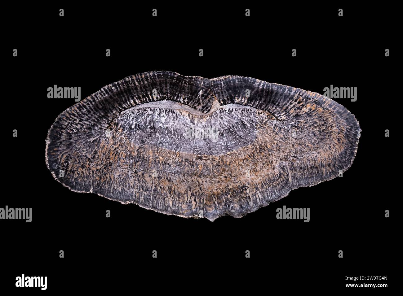 Stromatolite di alghe verdi blu pietrificate (siliciose) dell'età del Permiano (290 milioni di anni). macro dettaglio sfondo nero isolato. close-up pol Foto Stock