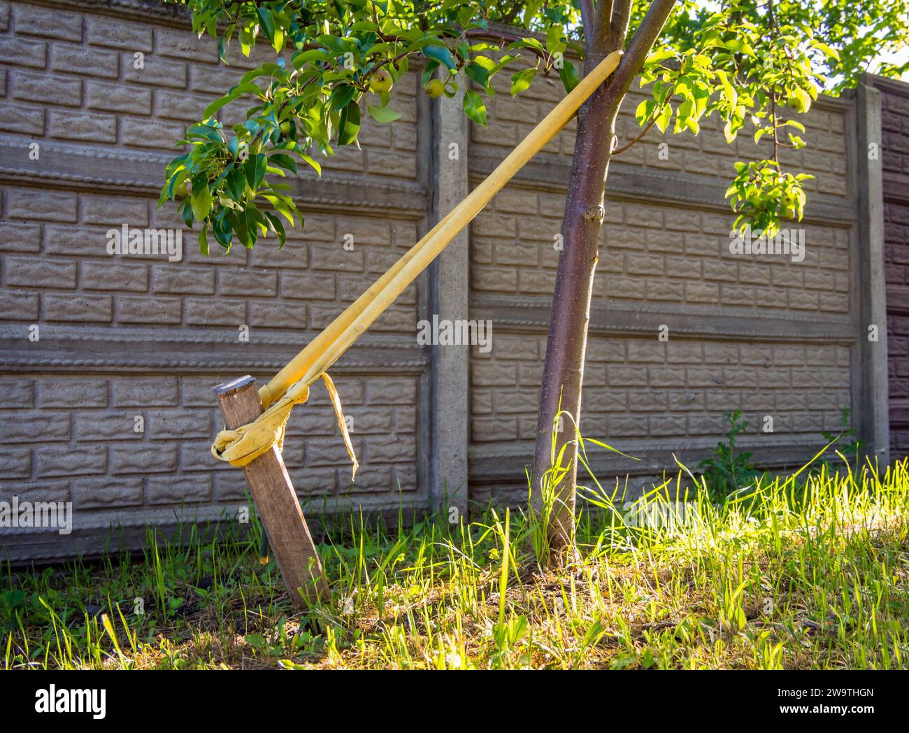 Correzione dell'inclinazione del tronco di un giovane albero con una benda a pioli Foto Stock