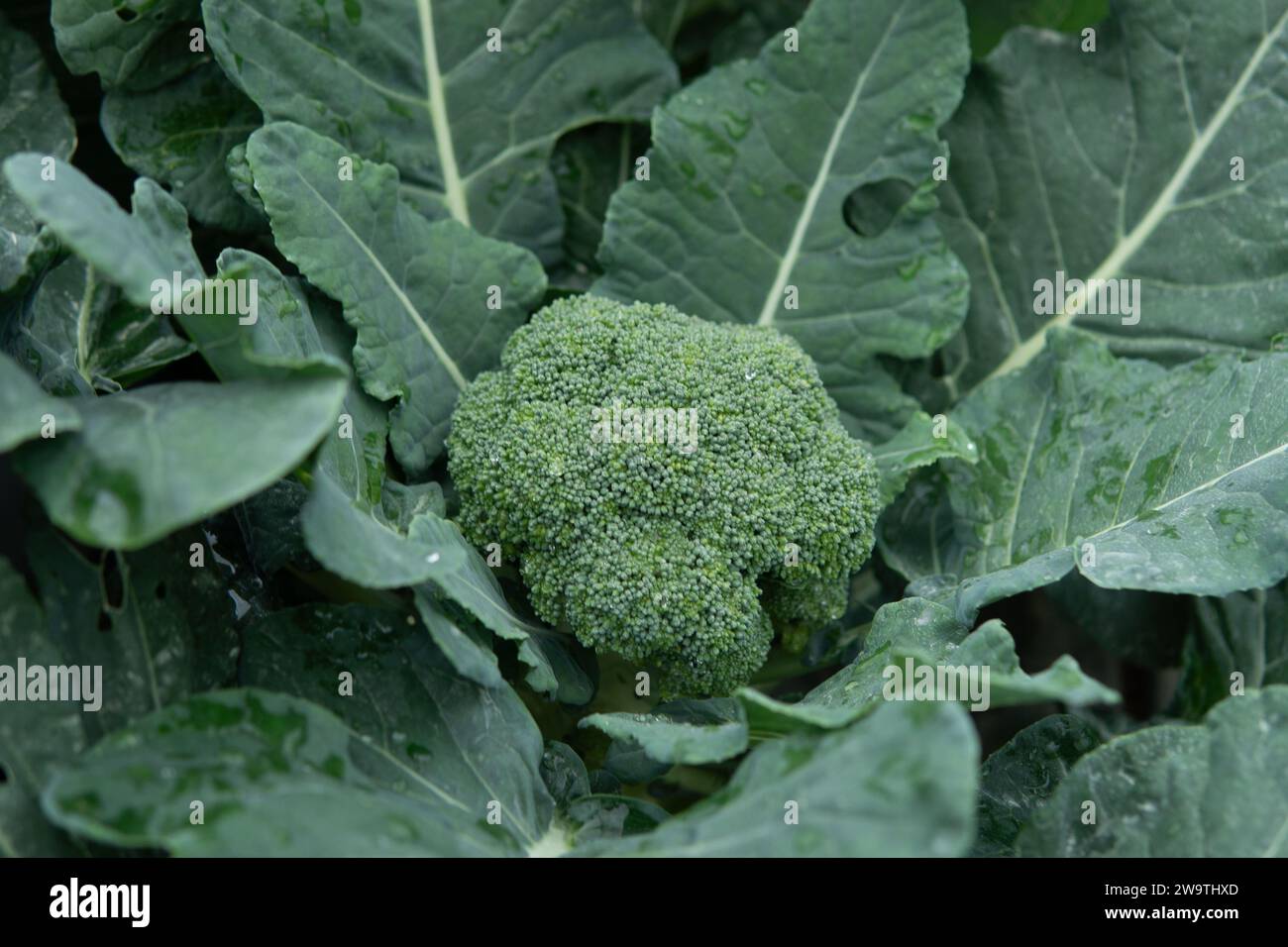 Pianta di broccoli con fiori e foglie verdi. Concetto agricolo. Foto Stock