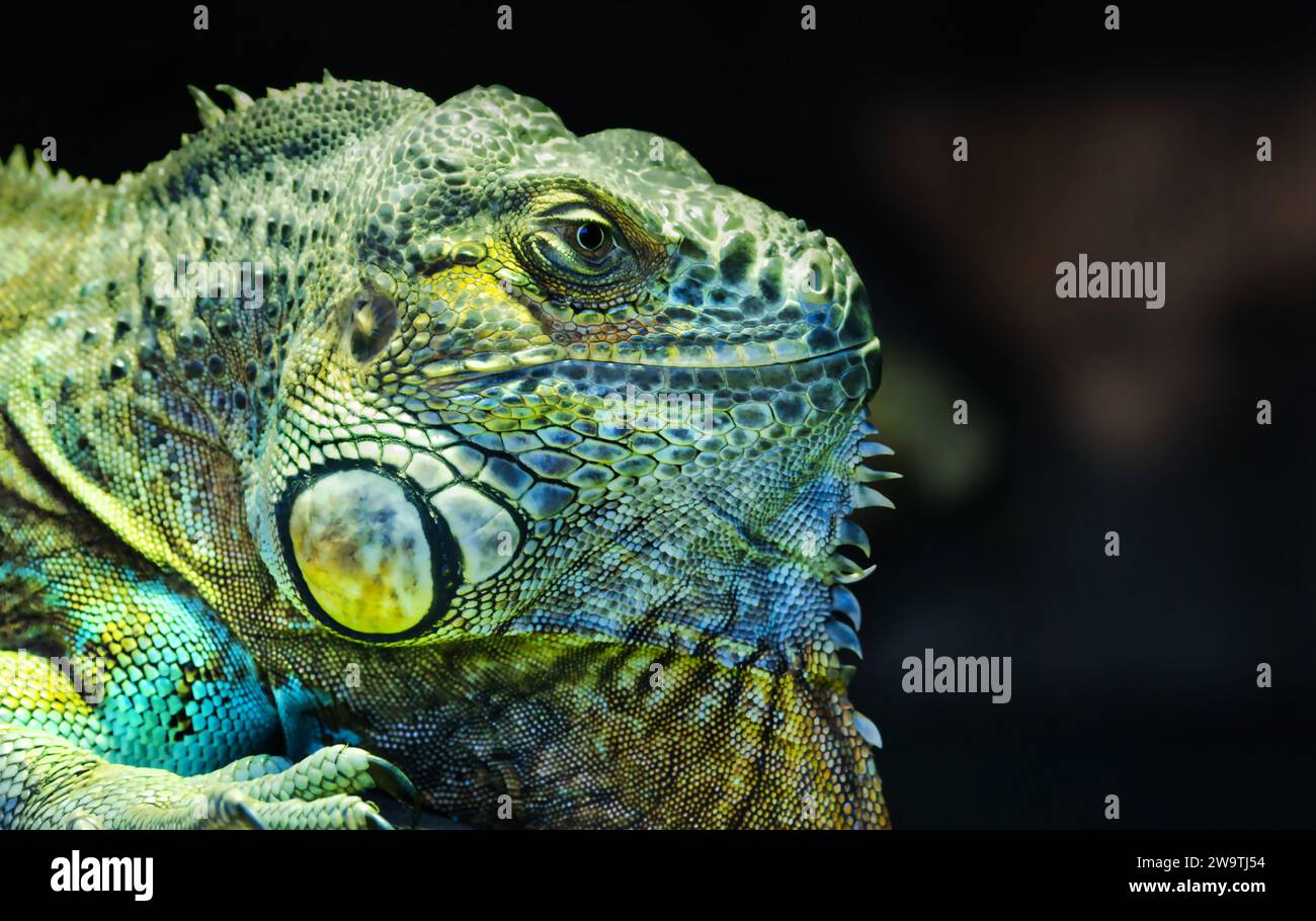 Axanthic Blue Iguana allo zoo di Dartmoor, Regno Unito. Foto Stock