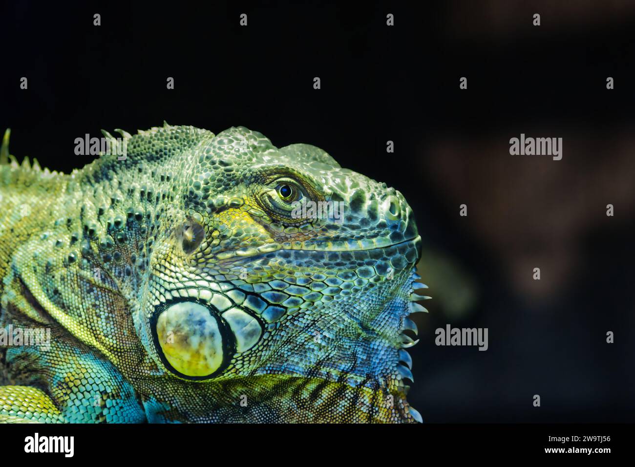 Axanthic Blue Iguana allo zoo di Dartmoor, Regno Unito. Foto Stock