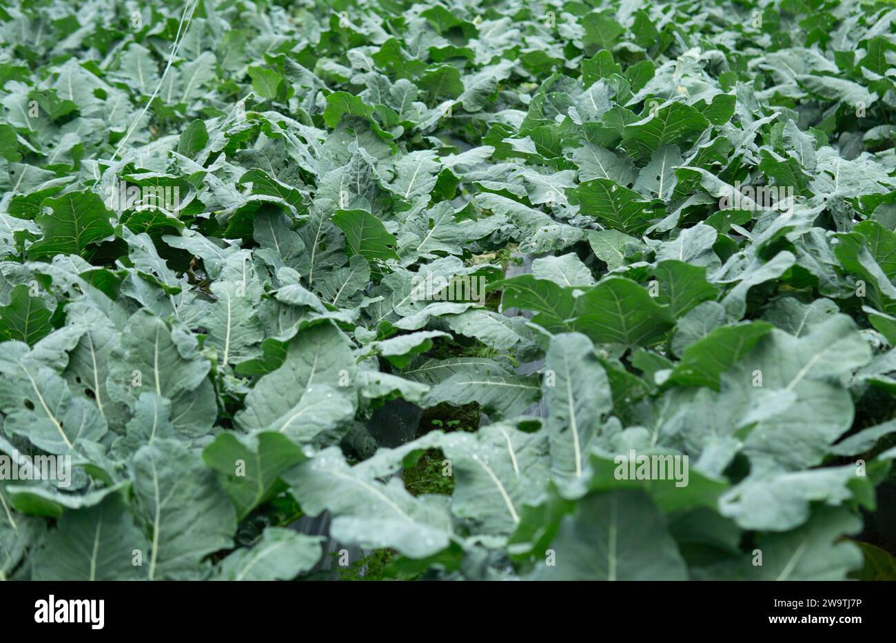 Pianta di broccoli con fiori e foglie verdi. Concetto agricolo. Foto Stock