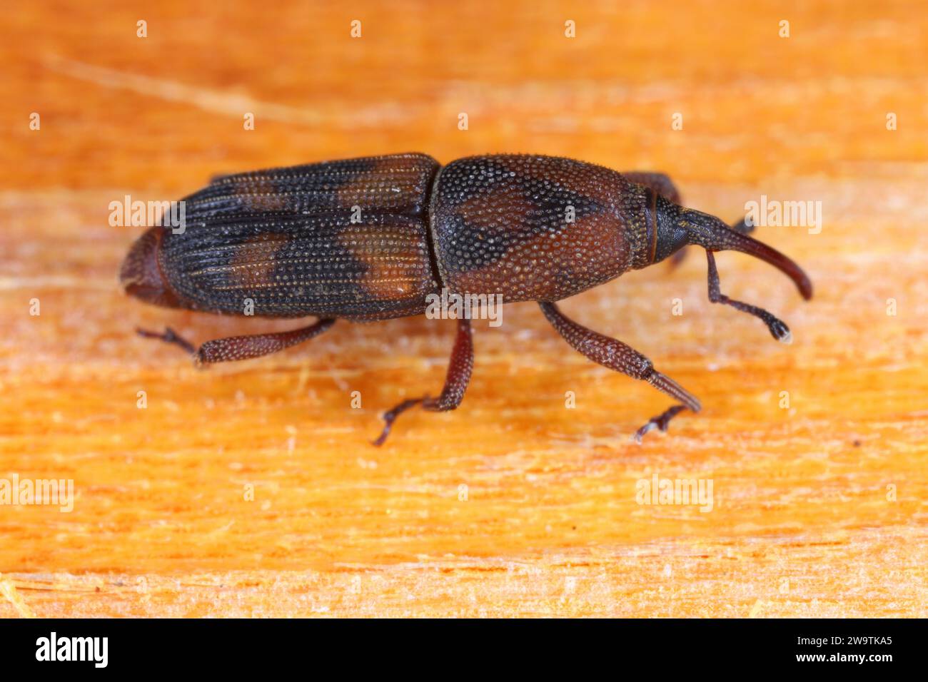 Diocalandra frumenti comunemente noto come il palmo weevil noer, il meno noce di cocco weevil o il noce di cocco weevil a quattro macchie. Parassita di cocco e altre palme. Foto Stock