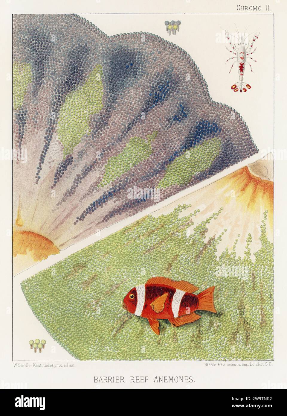 La grande Barriera Corallina d'Australia. Un piatto colorato di un antico libro sui coralli e le barriere coralline. Foto Stock