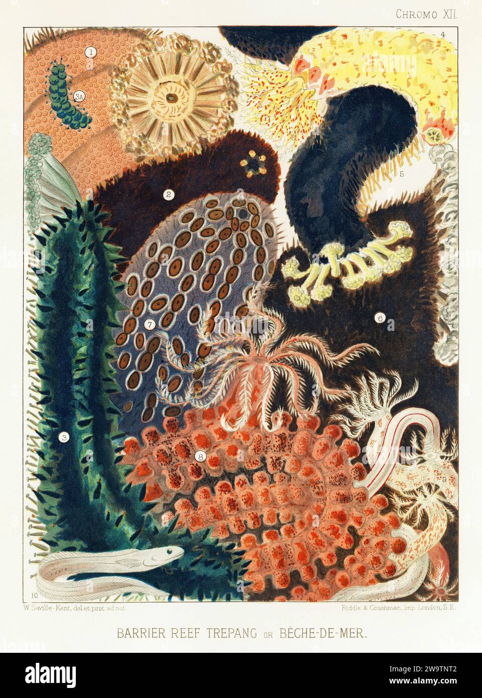 La grande Barriera Corallina d'Australia. Un piatto colorato di un antico libro sui coralli e le barriere coralline. Foto Stock