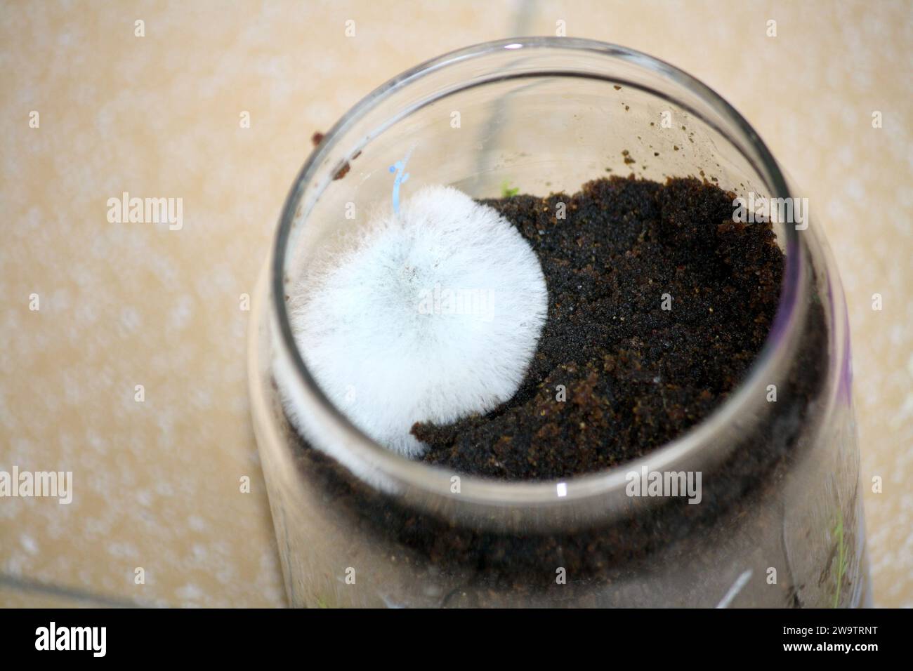 Fungo filamentoso bianco (muffa o muffa) che cresce su materia organica in un vaso di vetro : (pix Sanjiv Shukla) Foto Stock