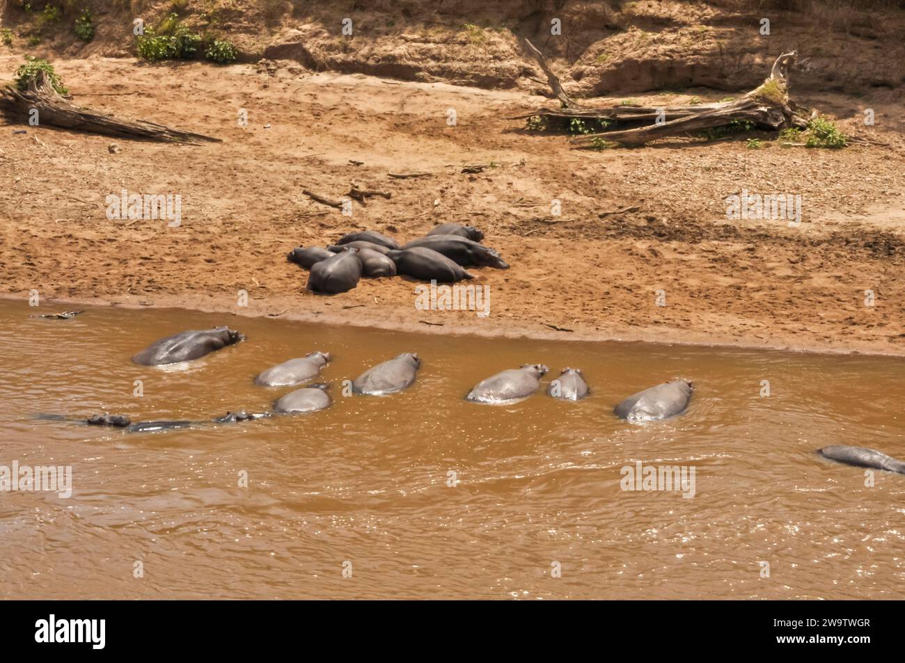 Mandria di ippopotami sulla riva del fiume nel Parco Nazionale del Kenya, Africa Foto Stock
