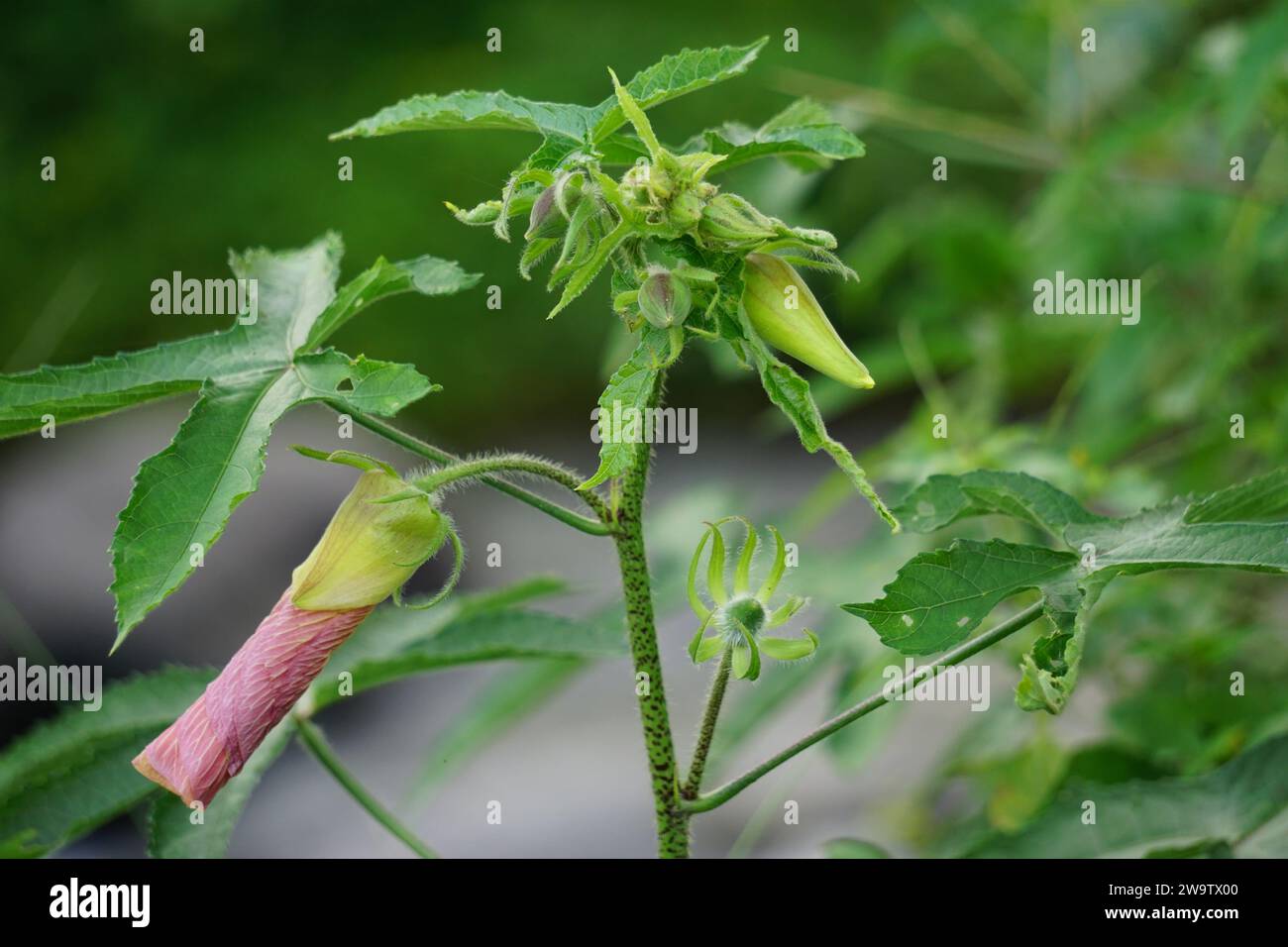 Abelmoschus moschatus. La pianta è stata utilizzata in medicina ayurvedica a base di erbe, anche come antispasmodi Foto Stock