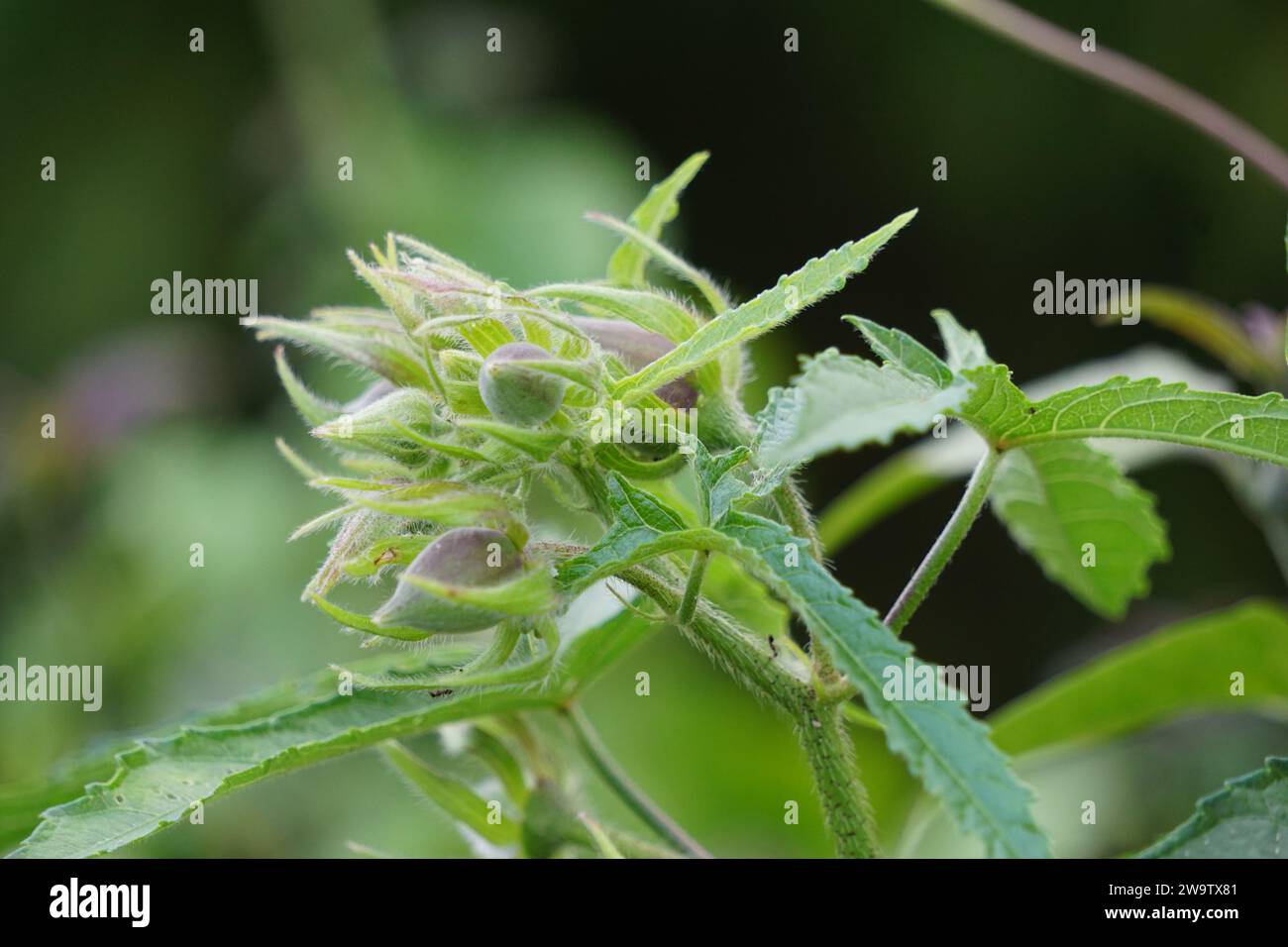 Abelmoschus moschatus. La pianta è stata utilizzata in medicina ayurvedica a base di erbe, anche come antispasmodi Foto Stock